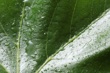 Su ya da yağmur damlalarında yeşil ağaç yaprağı