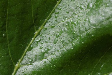 Su ya da yağmur damlalarında yeşil ağaç yaprağı