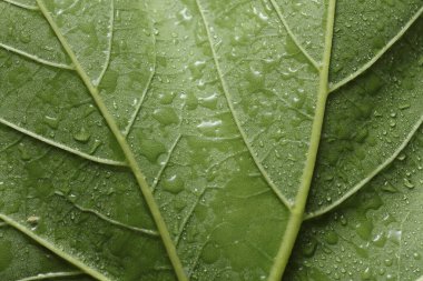 Su ya da yağmur damlalarında yeşil ağaç yaprağı