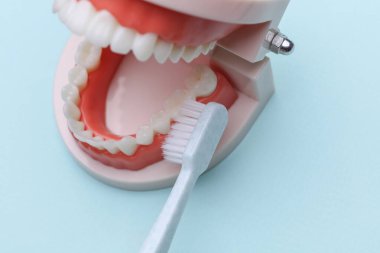 Diş fırçasıyla temizlenen insan çenesi modeli. Ağız bakımı, dişçiye git.