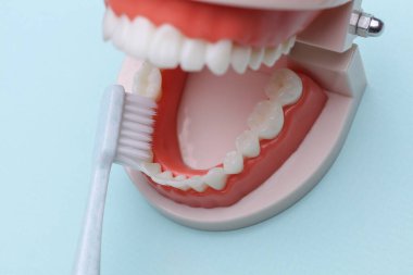 Diş fırçasıyla temizlenen insan çenesi modeli. Ağız bakımı, dişçiye git.