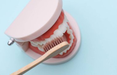 Diş fırçasıyla temizlenen insan çenesi modeli. Ağız bakımı, dişçiye git.