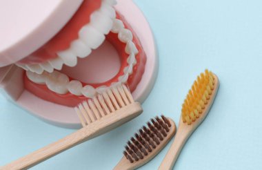 Diş fırçasıyla temizlenen insan çenesi modeli. Ağız bakımı, dişçiye git.