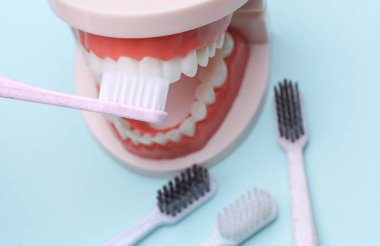 Diş fırçasıyla temizlenen insan çenesi modeli. Ağız bakımı, dişçiye git.