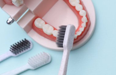 Diş fırçasıyla temizlenen insan çenesi modeli. Ağız bakımı, dişçiye git.