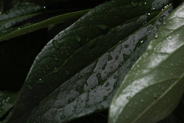 Yağmur damlalarında yeşil yapraklar makroyu kapatır