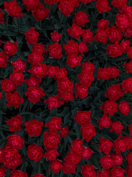 Beautiful Red Roses Garden — Stock Photo, Image
