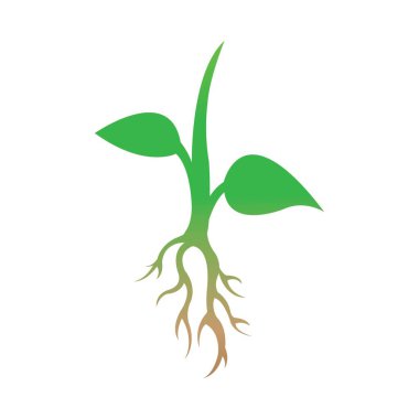 Ağaç simgesi logo vektör tasarım şablonunun kökü