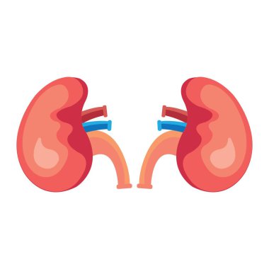 Böbrek simgesi vektör çizim şablonu