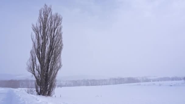 Дивовижний Зимовий Пейзаж Деревом Засніженим Полем — стокове відео