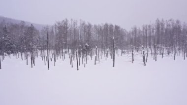 Biei Hokkaido 'da kış mevsiminde mavi gölet, Japonya