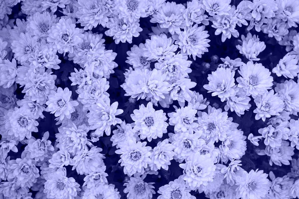 Pantone Color Del Año 2022 Muy Peri 3938 Flores Crisantemo — Foto de Stock
