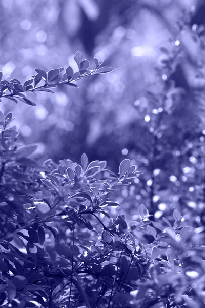 바베리 버리스 Barberry Berberis Thunbergii 사이의 잎이다 이색은 2022 제정된 — 스톡 사진
