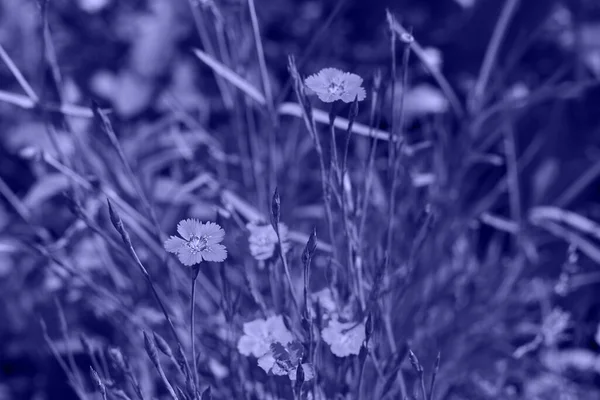 Яскраво Фіолетовий Dianthus Прикрашає Квіти Родини Caryophyllaceae Трав Яна Багаторічна — стокове фото