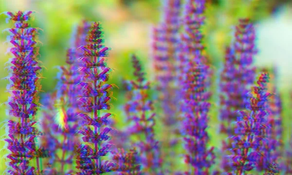 Beautiful Vibrant Violet Delphinium Flowers Blurred Background Glitch Effect Rgb — Stock Photo, Image