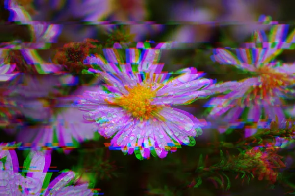 Вологий Фіолетовий Серцевий Листок Symphyotrichum Cordifolium Великою Кількістю Води Падає — стокове фото
