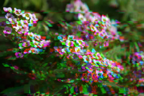 小さな白とバイオレットの束Alyssumグリッチ効果のAlyssum Montanum花 Rgbシフト スライス 画面エラー — ストック写真