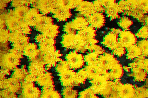 Gul Krysantemum Blommor Med Glitch Rgb Skift Effekt Full Blom — Stockfoto