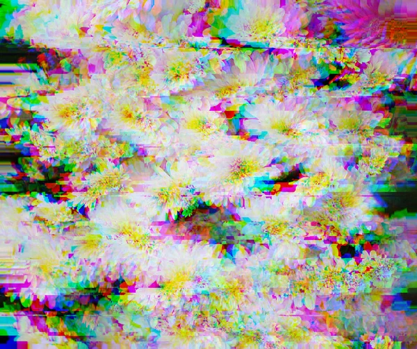 Ljusvita Krysantemum Blommor Glitch Stil Bildförvrängningseffekt Ett Misstag Rgb Skift — Stockfoto
