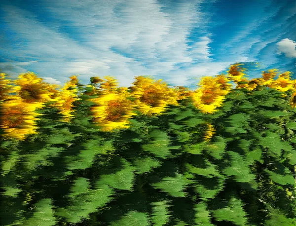 Slunečnice Slunné Pole Modrým Oblačným Nebem Pozadí Pixel Třídění Závada — Stock fotografie
