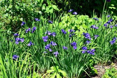 Doğa, bitkiler: irislere yakın çekim