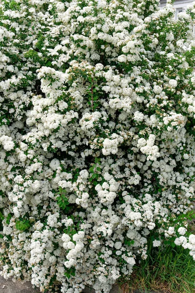 Φύση Φυτά Κοντινό Πλάνο Του Garmander Spiraea — Φωτογραφία Αρχείου