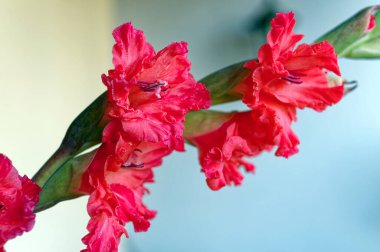 Gladiolus 'un kırmızı çiçeklerinin detaylı görüntüsü.