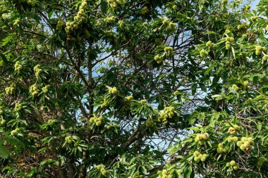 Kestanede olgun meyveler