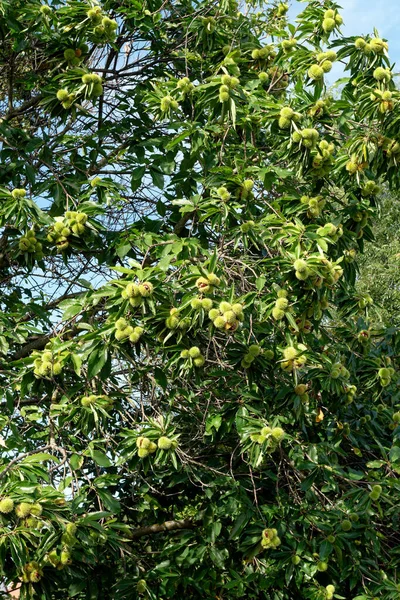 Спелые Плоды Каштане — стоковое фото