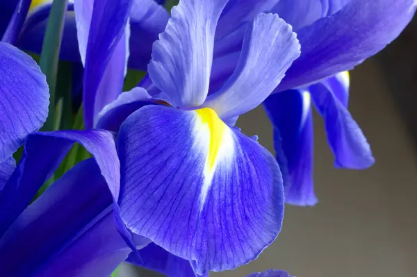 Flowers Detail Background Macro Shot Flower Iris — Stock Photo, Image