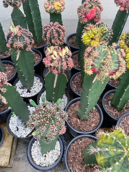 Kolorowe Kaktusy Plastikowym Garnku Koncepcja Rolnictwa — Zdjęcie stockowe