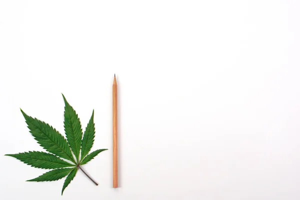 Fresh Cannabis Leaf Marijuana Pencil White Background Nature Medicine Research — Stock fotografie