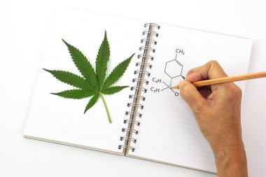 Kitap üzerine taze kenevir yaprağı ya da marihuana yaprağı ve deftere kurşun kalemle kimyasal formül yazan el. Araştırma, bitki ve tıp konsepti.