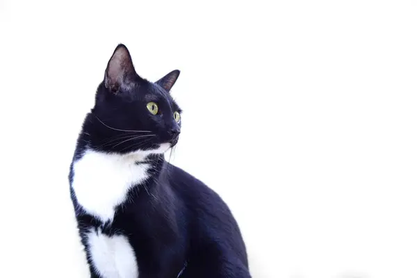 Seçici odak, sevimli siyah tüylü kedi dik oturur ve beyaz arka plandaki bir şeye bakar. Evcil hayvan, memeli ve eğlenceli bir kavram..