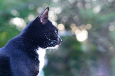 Şirin siyah tüylü kedi dik oturur ve evin dışındaki bir şeye bakar. Arka plan ağaçlar ve bokeh 'tir. Evcil hayvan, memeli ve eğlenceli bir kavram..