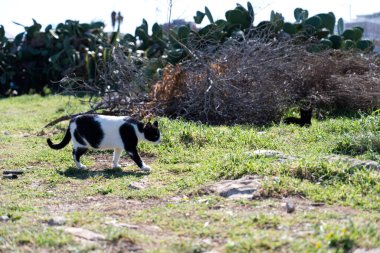 İtalya 'nın güneyinde yer alan Polignano a Mare' deki çalıların arasında yürüyen bir kedi.