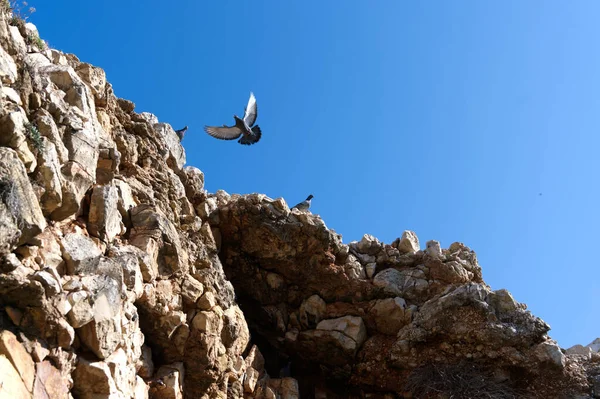 Felsen Und Vögel Meer Polignano Mare Apulien Italien — Stockfoto