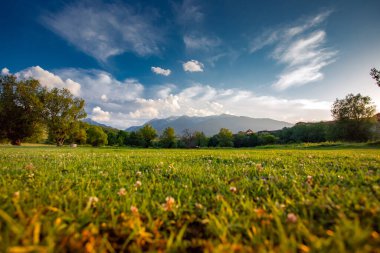 güzel çiçeklerle manzara