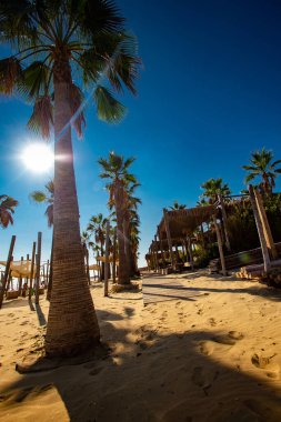 tropical island with palm trees and beach at daytime
