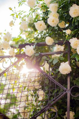 Bahçedeki çiçekler