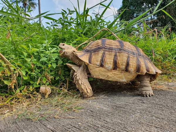Kaplumbağa taze yemek yiyor.