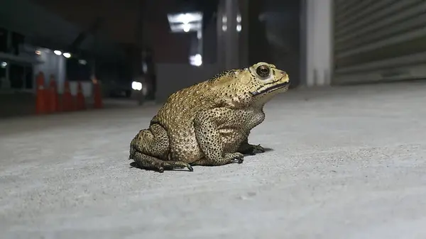 Yetişkin bir kurbağa, Kurbağa yolun kenarında oturuyor.