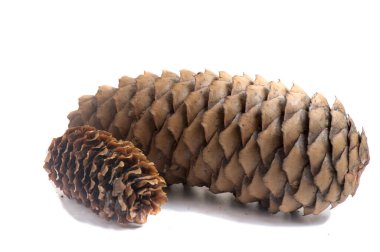 İzole edilmiş çam kozalakları. Davetiye, tebrik kartı, pankart için. Orman konsepti Noel kartı, yeni yıl kozalaklı ağaç dekoratif tasarımı..