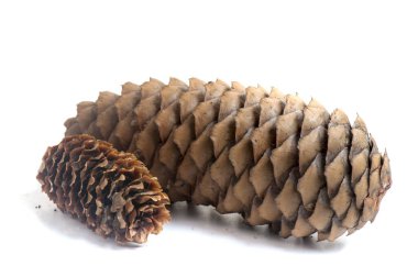 İzole edilmiş çam kozalakları. Davetiye, tebrik kartı, pankart için. Orman konsepti Noel kartı, yeni yıl kozalaklı ağaç dekoratif tasarımı..