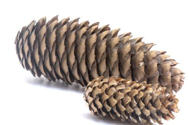 İzole edilmiş çam kozalakları. Davetiye, tebrik kartı, pankart için. Orman konsepti Noel kartı, yeni yıl kozalaklı ağaç dekoratif tasarımı..