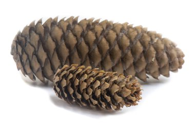 İzole edilmiş çam kozalakları. Davetiye, tebrik kartı, pankart için. Orman konsepti Noel kartı, yeni yıl kozalaklı ağaç dekoratif tasarımı..