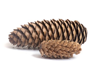 İzole edilmiş çam kozalakları. Davetiye, tebrik kartı, pankart için. Orman konsepti Noel kartı, yeni yıl kozalaklı ağaç dekoratif tasarımı..