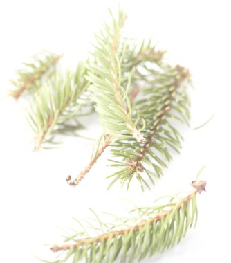 İzole edilmiş çam kozalakları. Davetiye, tebrik kartı, pankart için. Orman konsepti Noel kartı, yeni yıl kozalaklı ağaç dekoratif tasarımı..