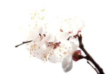 Beyaz arka planda izole edilmiş kiraz çiçekli bir dal