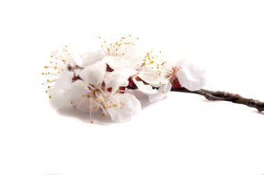 Beyaz arka planda izole edilmiş kiraz çiçekli bir dal